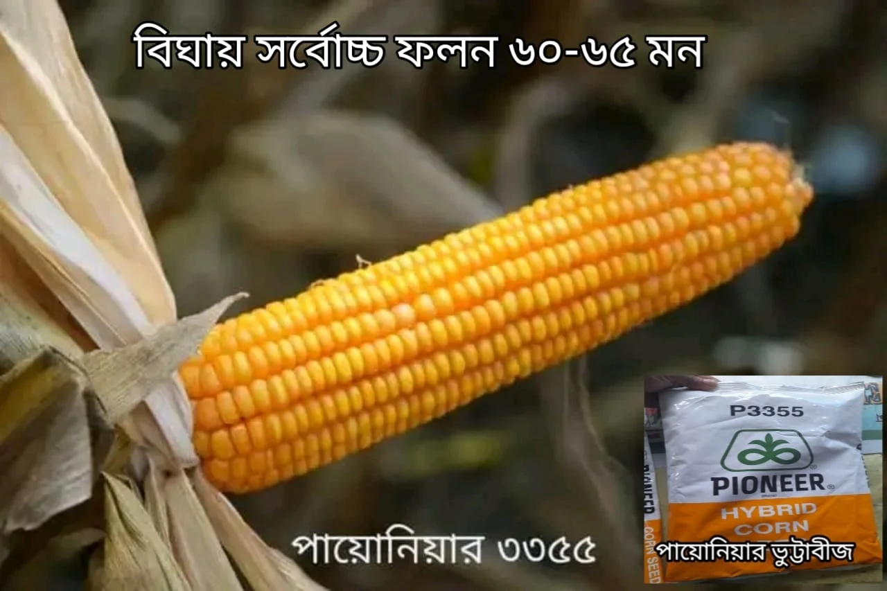 পায়োনিয়ার ৩৩৫৫ ভুট্টা বীজ