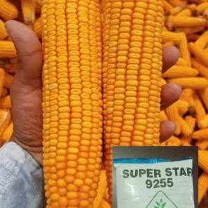 সুপারস্টার ৯২৫৫  ভুট্টা ২ কেজির প্যাক