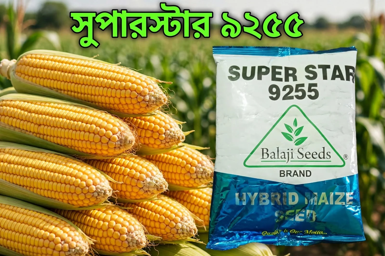 ভুট্টা বীজের বাস্তব ছবি ৪
