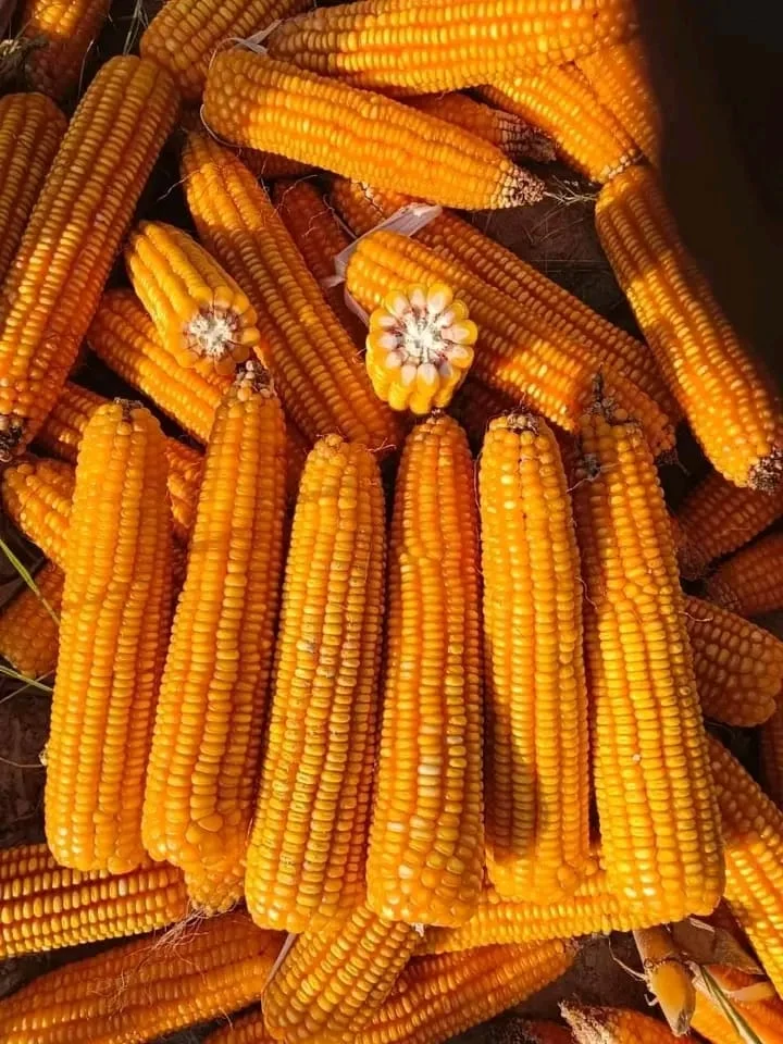 ভুট্টা বীজের বাস্তব ছবি ৭